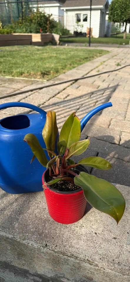 Philodendron Prince of Orange Houseplant - photo 2