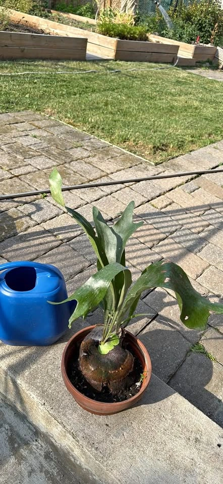 Staghorn Fern Houseplant