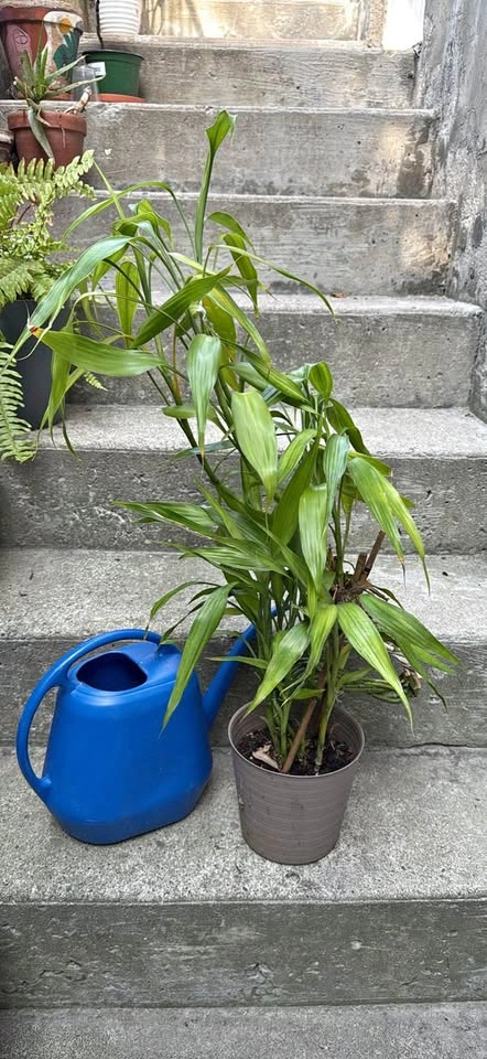 Lucky Bamboo Palm Houseplant