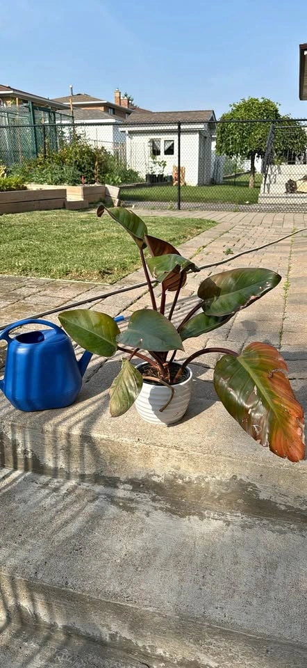 Rojo Congo Philodendron - indoor plant