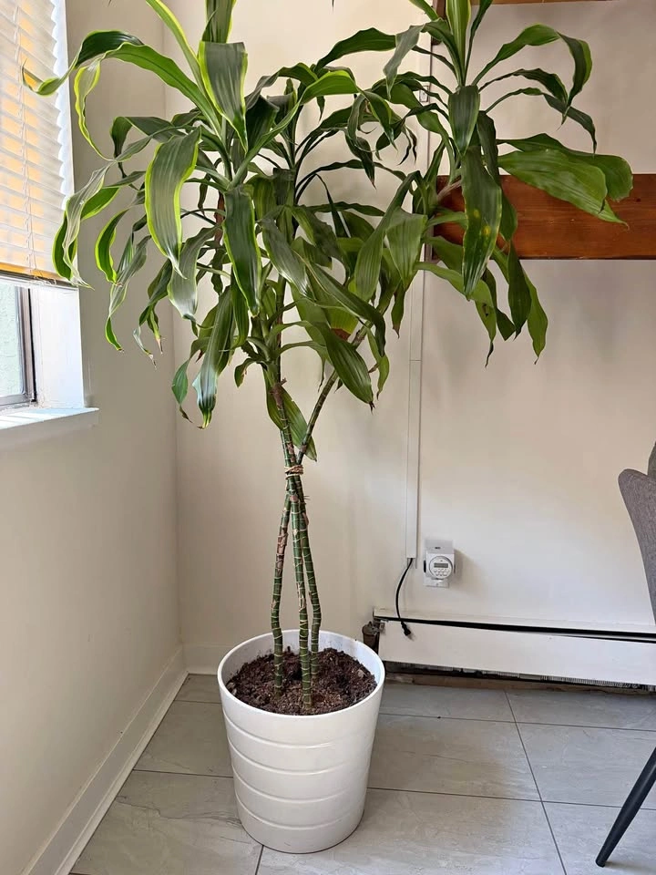 6’ Tall Dracaena indoor Plant in White Ceramic Pot