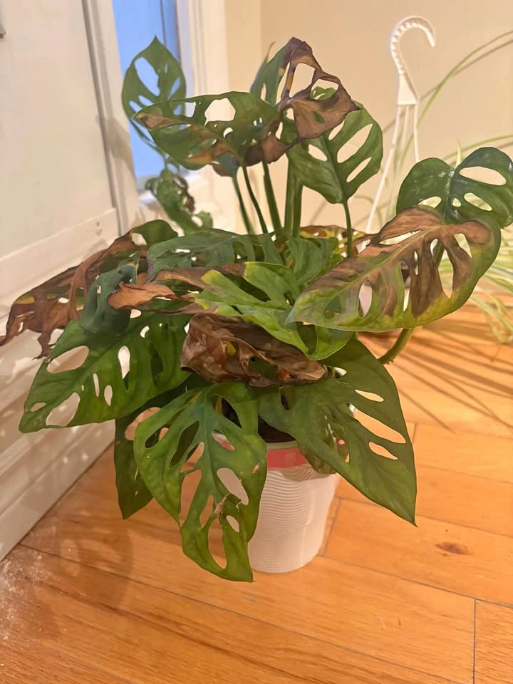 Monstera Adansonii Swiss Cheese Plant
