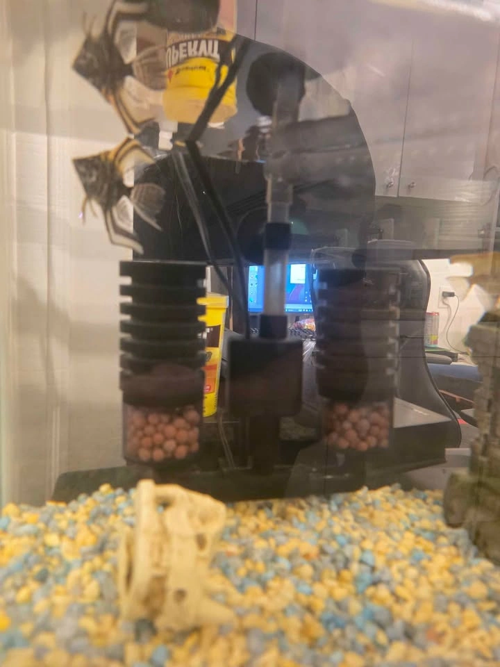 10 Gallon Aquarium with Filter and Decor - photo 4