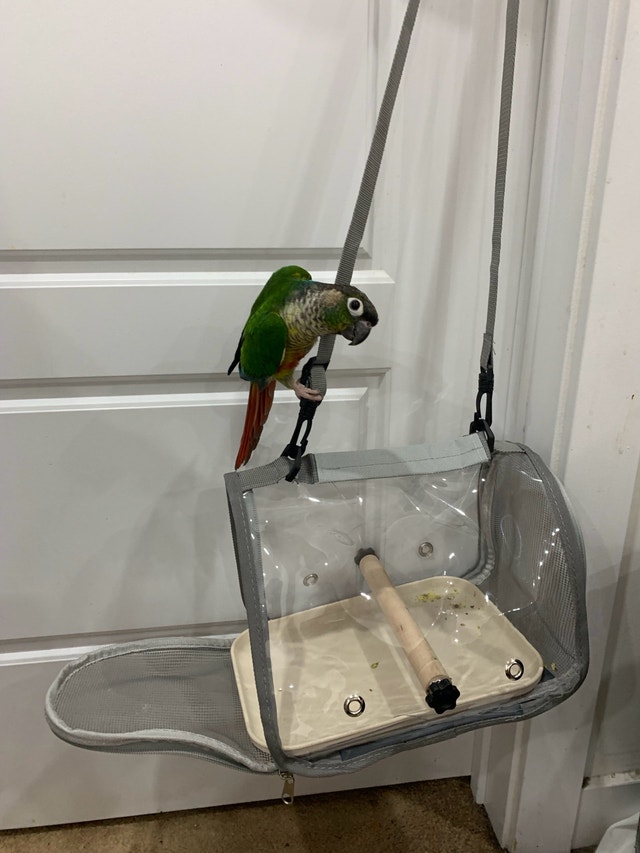 Portable Bird Travel Carrier