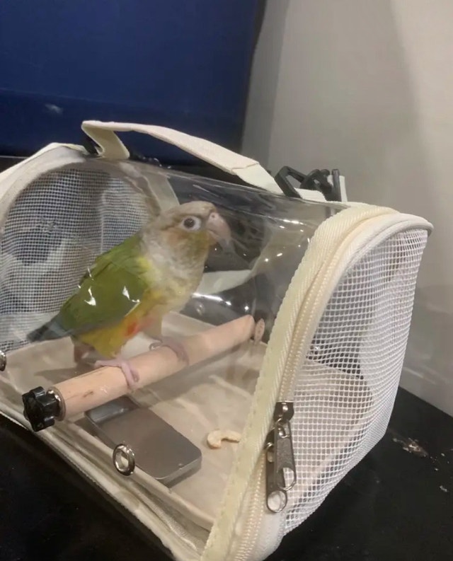 Bird Travel Carrier