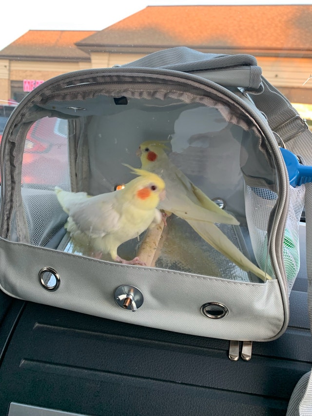 Travel carrier for pet birds