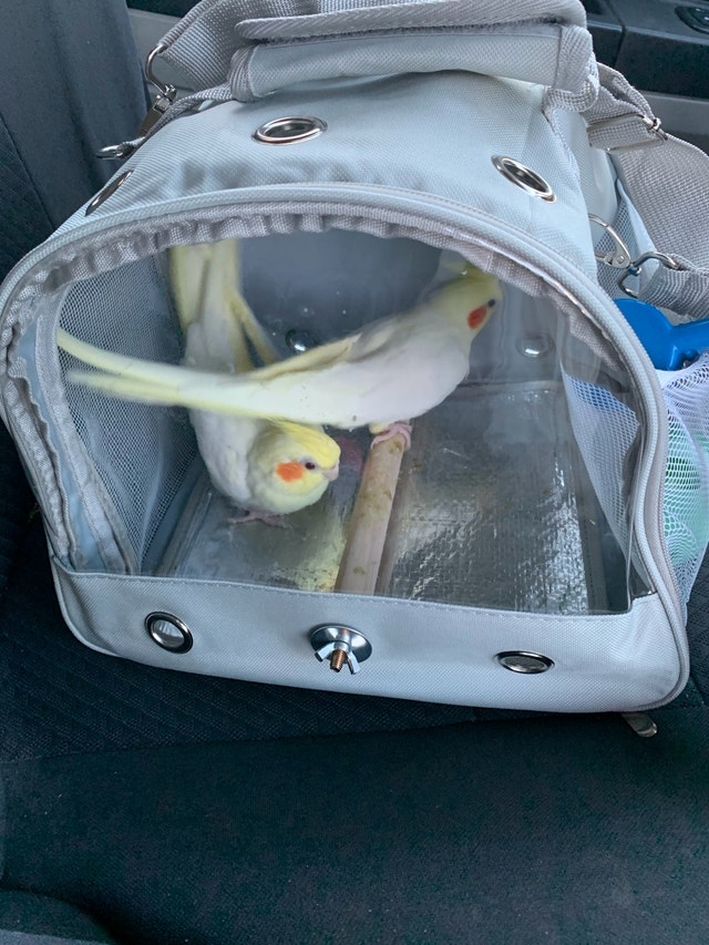 Travel carrier for pet birds - photo 2
