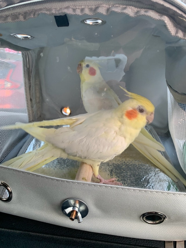 Travel carrier for pet birds - photo 3