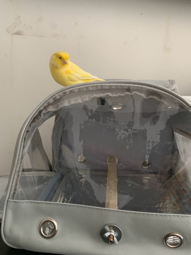 Travel carrier for pet birds - photo 4