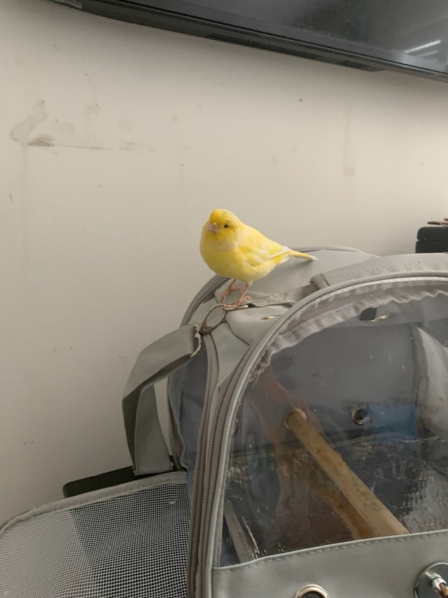 Travel carrier for pet birds - photo 5