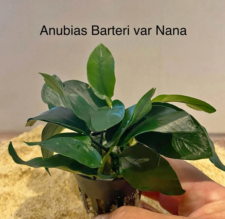 Aquarium Plant: Anubias Barteri var Nana