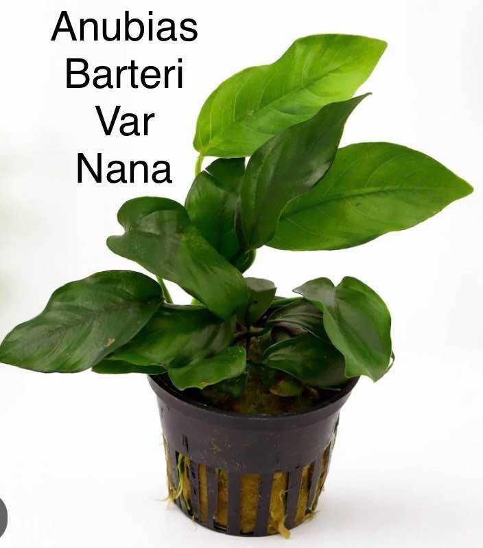 Aquarium Plant: Anubias Barteri var Nana - photo 2
