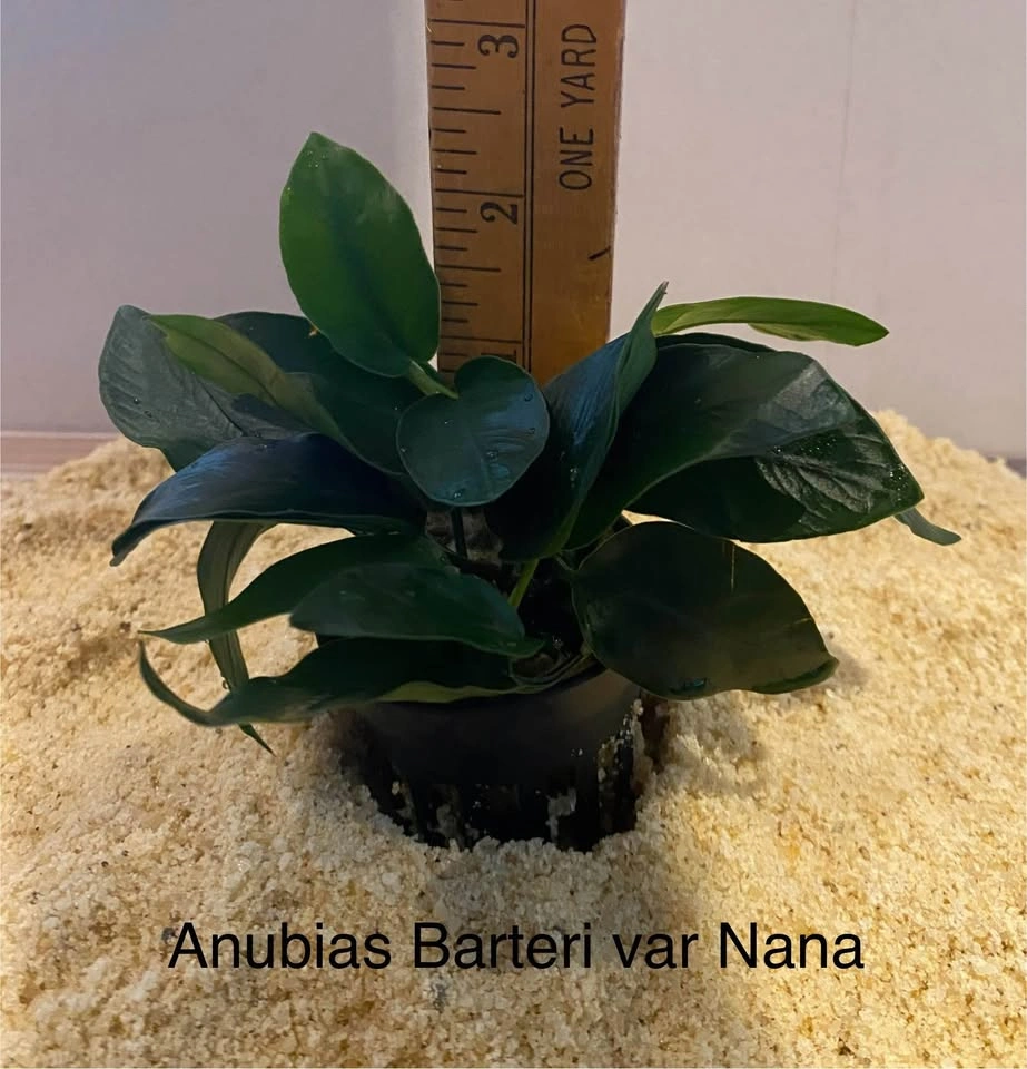 Aquarium Plant: Anubias Barteri var Nana - photo 3