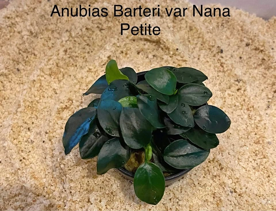 Aquarium Plant for Shrimp: Anubias Nana Petite