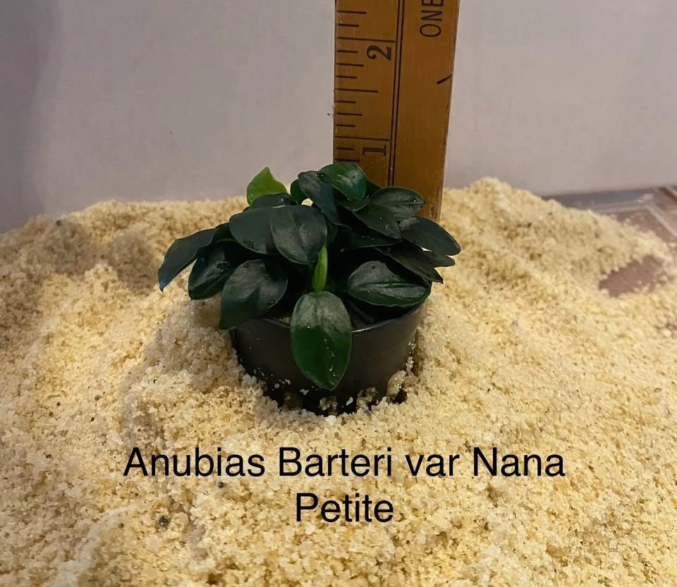 Aquarium Plant for Shrimp: Anubias Nana Petite - photo 2