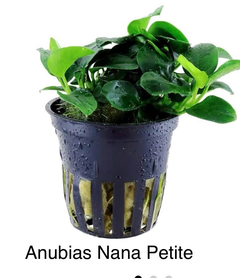 Aquarium Plant for Shrimp: Anubias Nana Petite - photo 3