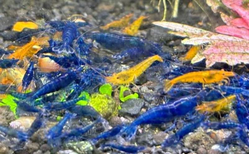 Limnophilia Sesiliflora Plant For Shrimp