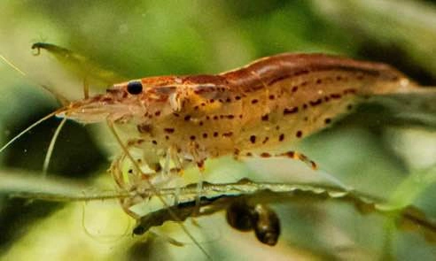 Limnophilia Sesiliflora Plant For Shrimp - photo 4