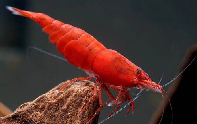 Limnophilia Sesiliflora Plant For Shrimp - photo 5
