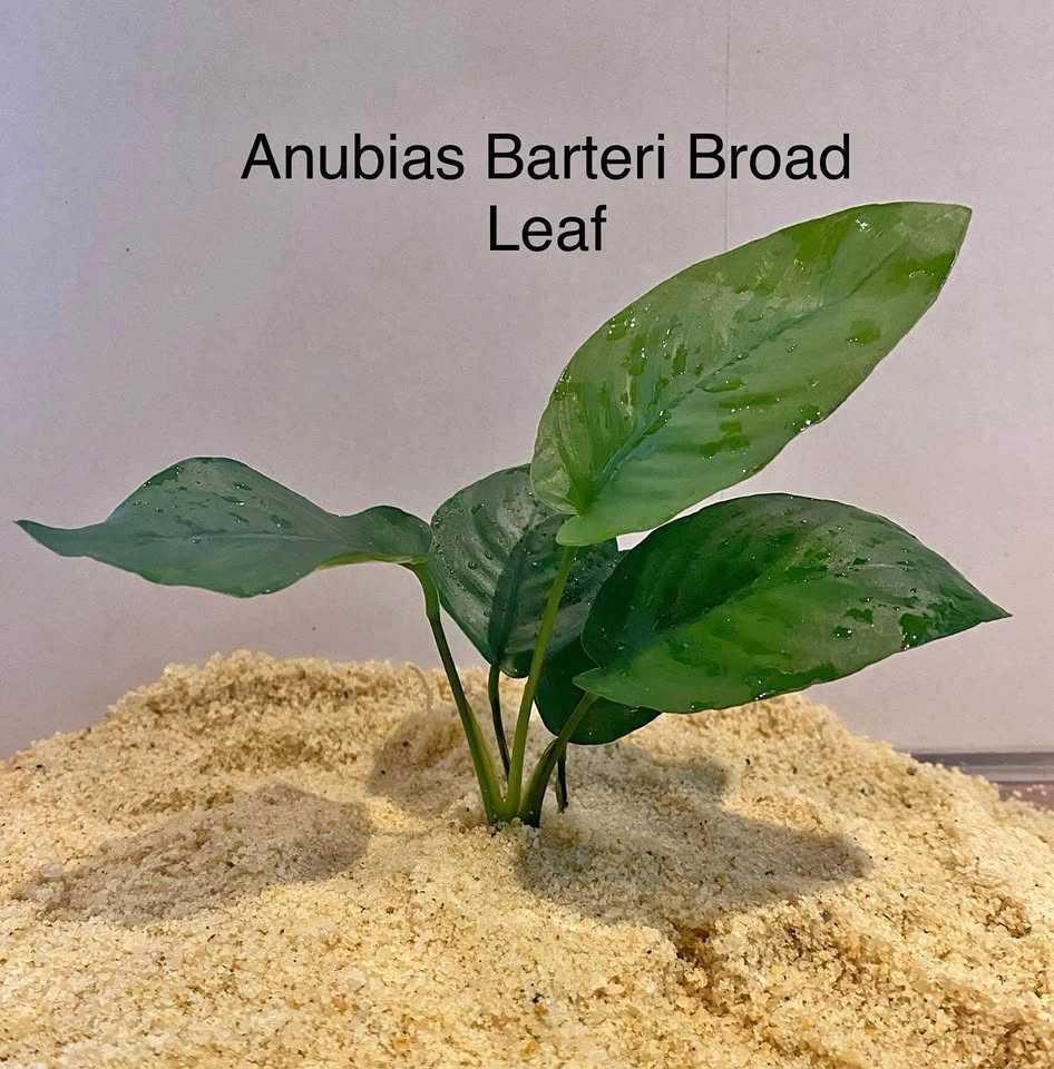 Aquarium Plant For Shrimp Tank: Anubias Barteri Broad Leaf