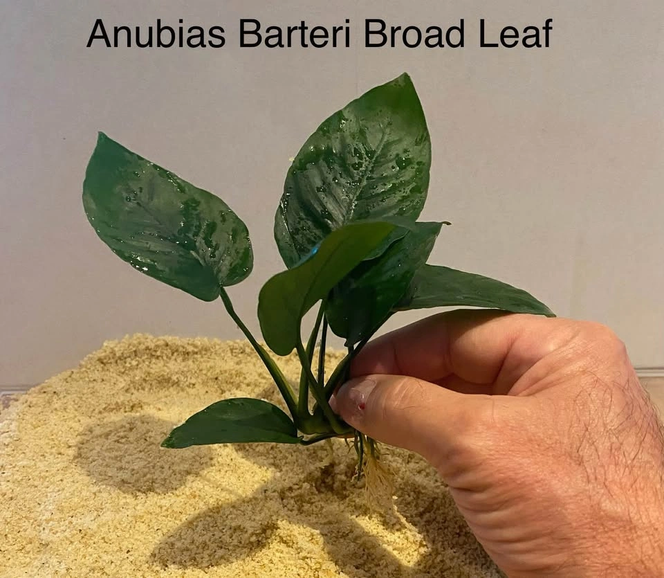 Aquarium Plant For Shrimp Tank: Anubias Barteri Broad Leaf - photo 2