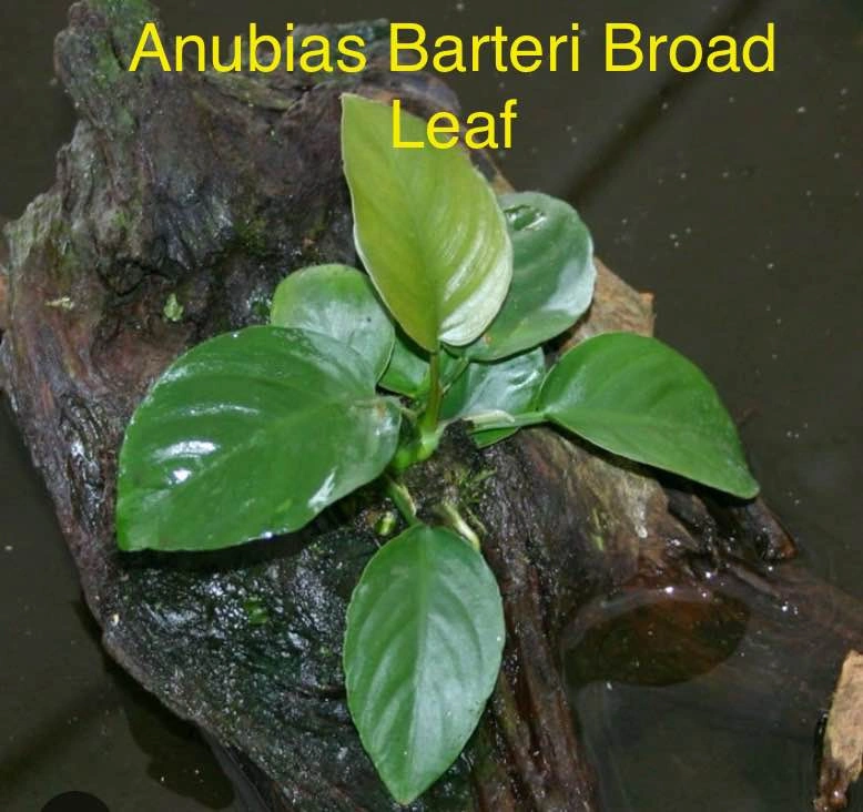 Aquarium Plant For Shrimp Tank: Anubias Barteri Broad Leaf - photo 3