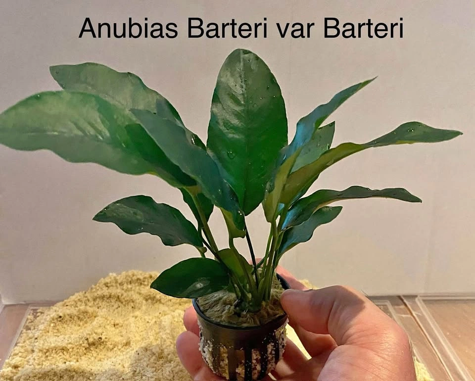 Aquarium Plant: Anubias Barteri var. Barteri For Shrimp and Nano