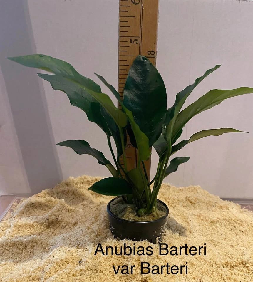 Aquarium Plant: Anubias Barteri var. Barteri For Shrimp and Nano - photo 2