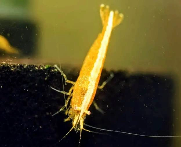 Aquarium Plant: Anubias Barteri var. Barteri For Shrimp and Nano - photo 3