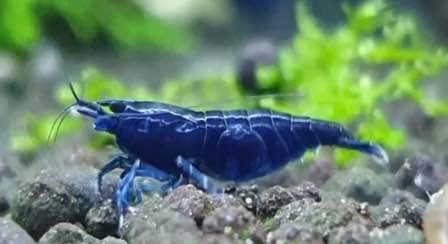 Aquarium Plant: Anubias Barteri var. Barteri For Shrimp and Nano - photo 5