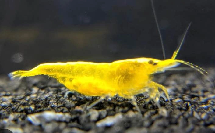 ADA AQUASOIL FOR SHRIMP AQUARIUMS - photo 4