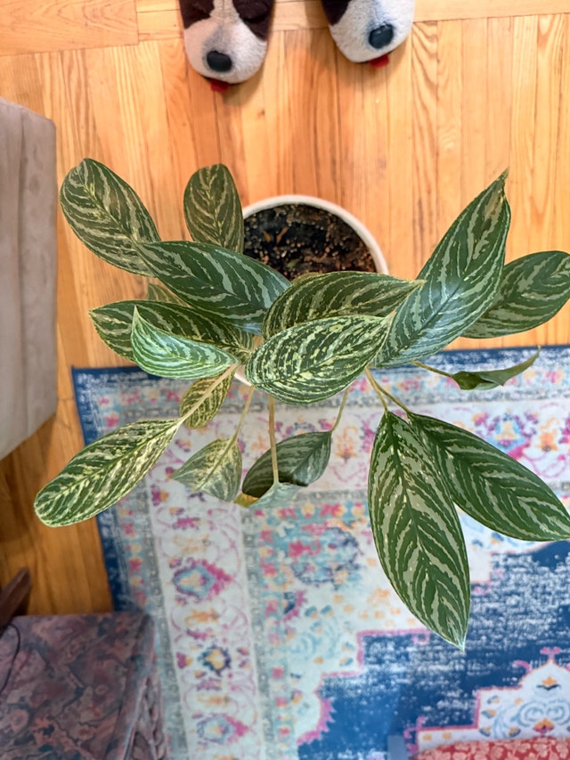 beautiful plant - photo 2