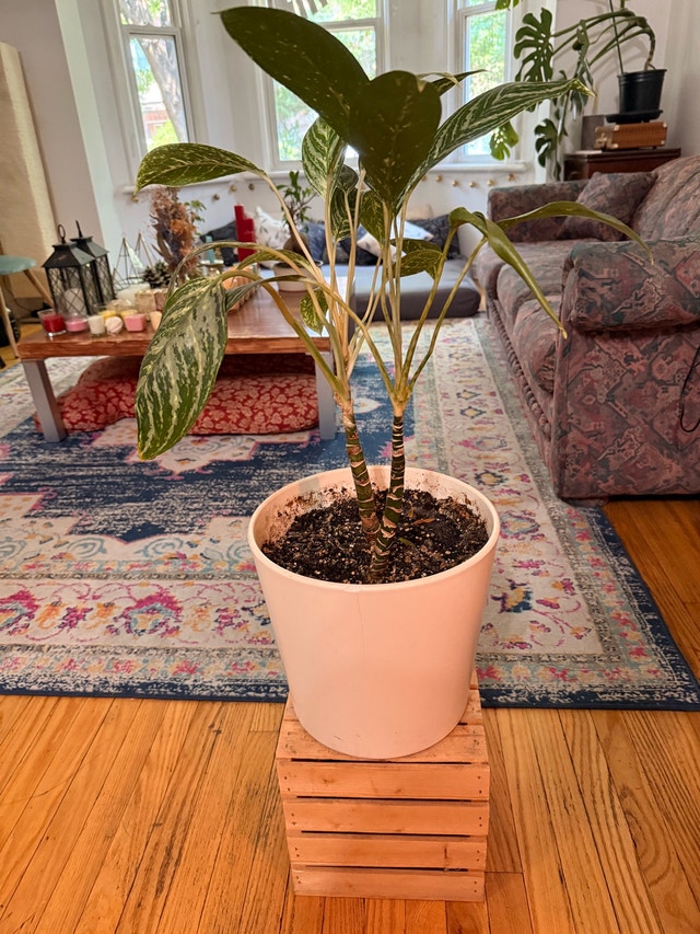 beautiful plant - photo 3