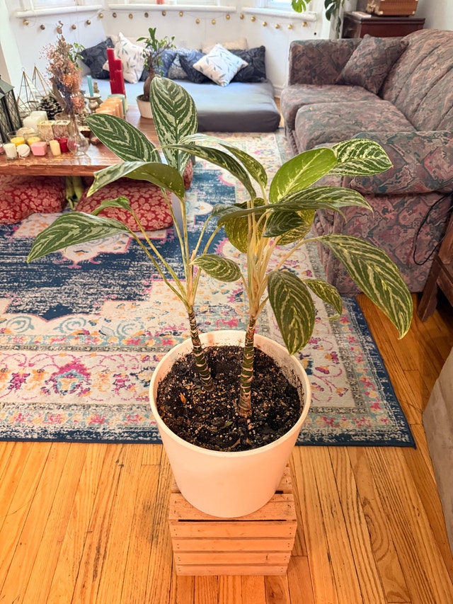 beautiful plant - photo 4