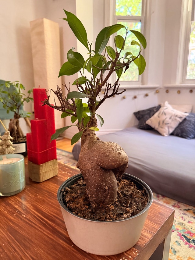 Exotic Bonsai