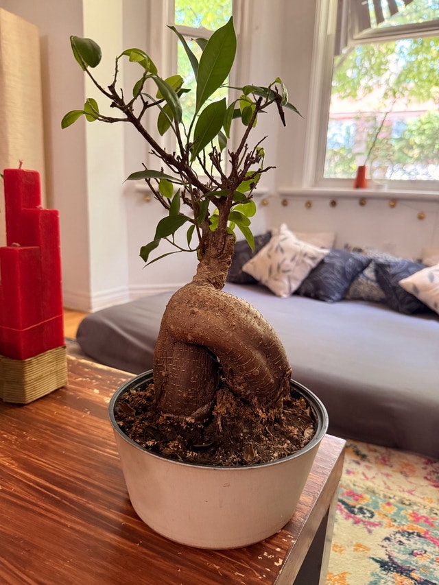 Exotic Bonsai - photo 2