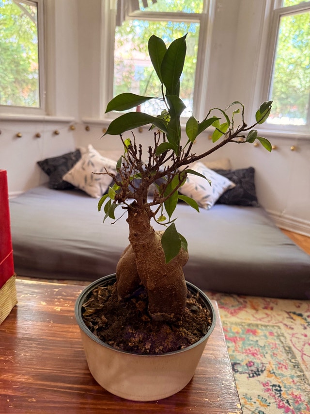 Exotic Bonsai - photo 3