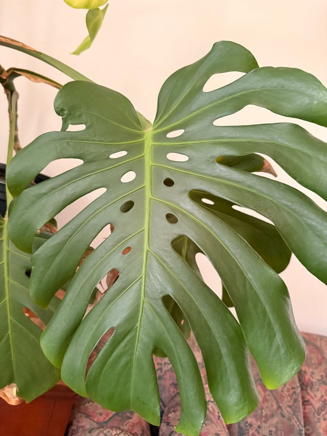 beautiful Monstera