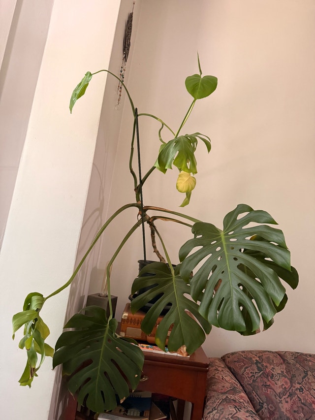 beautiful Monstera - photo 2