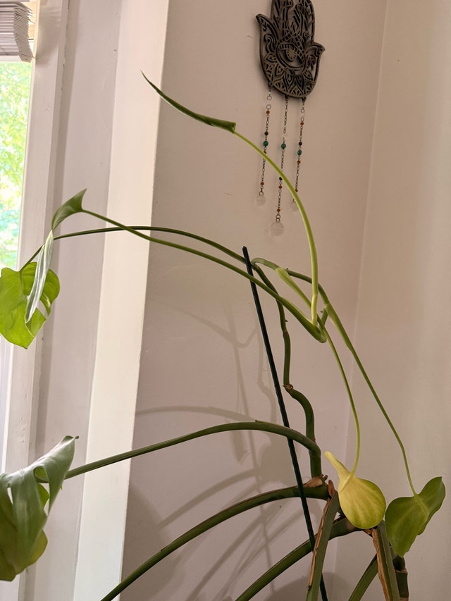beautiful Monstera - photo 3