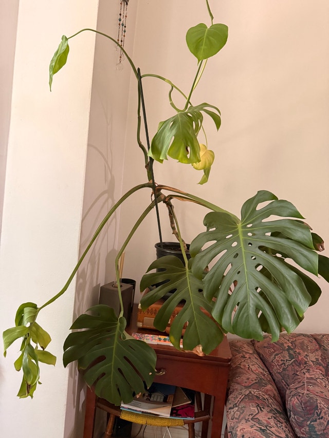 beautiful Monstera - photo 4