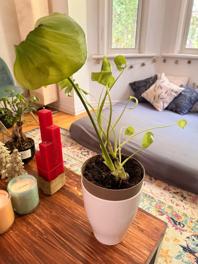 beautiful plant