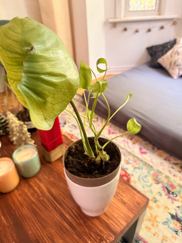 beautiful plant - photo 3