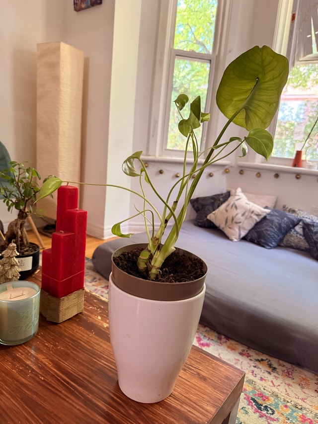 beautiful plant - photo 4
