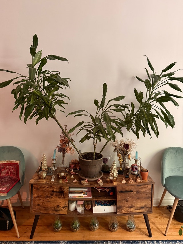 beautiful plant
