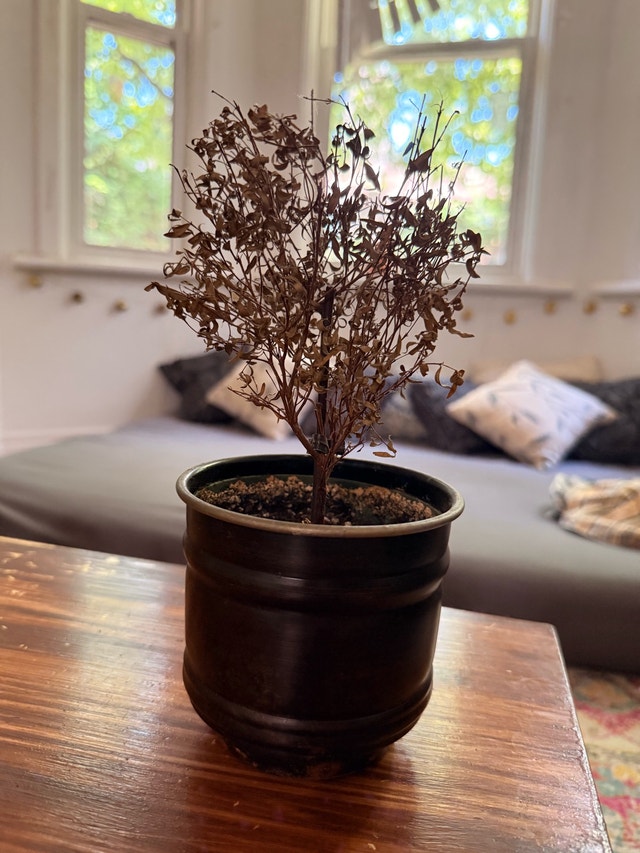 Dried-out serissa tree in a black metal pot