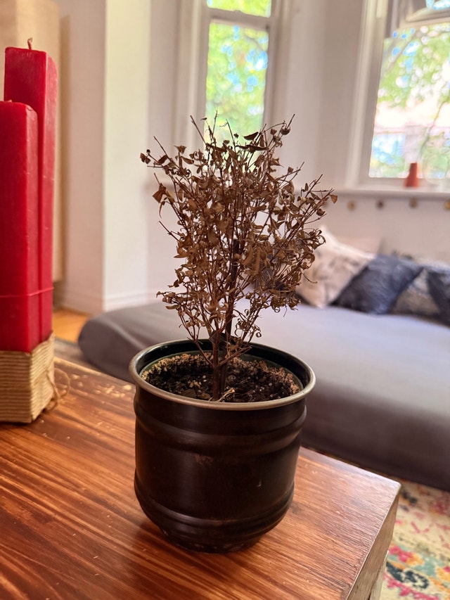 Dried-out serissa tree in a black metal pot - photo 2