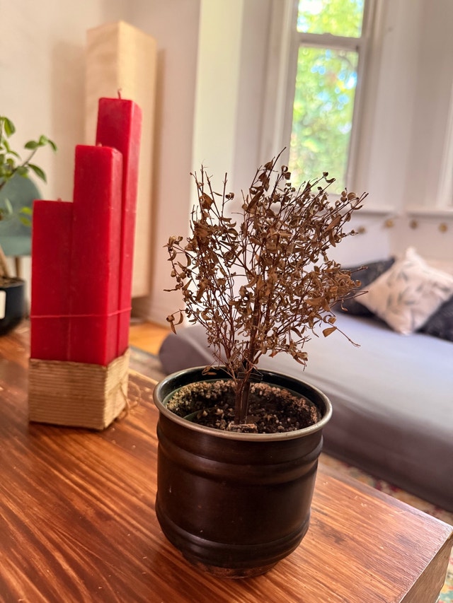 Dried-out serissa tree in a black metal pot - photo 3