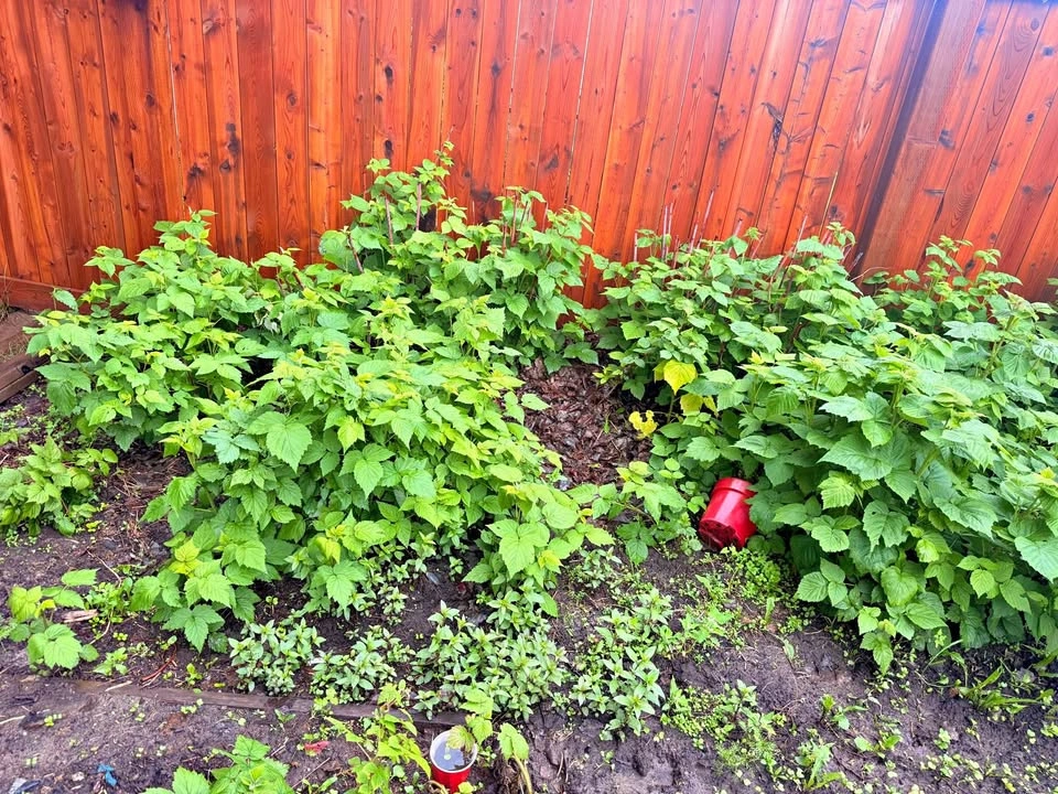 Raspberry Plants for Sale