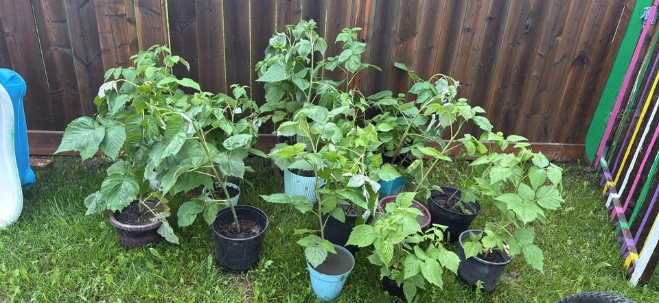 Raspberry Plants for Sale - photo 2